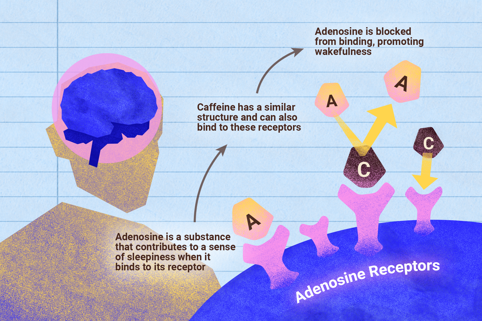 Effects of caffeine on the brain.