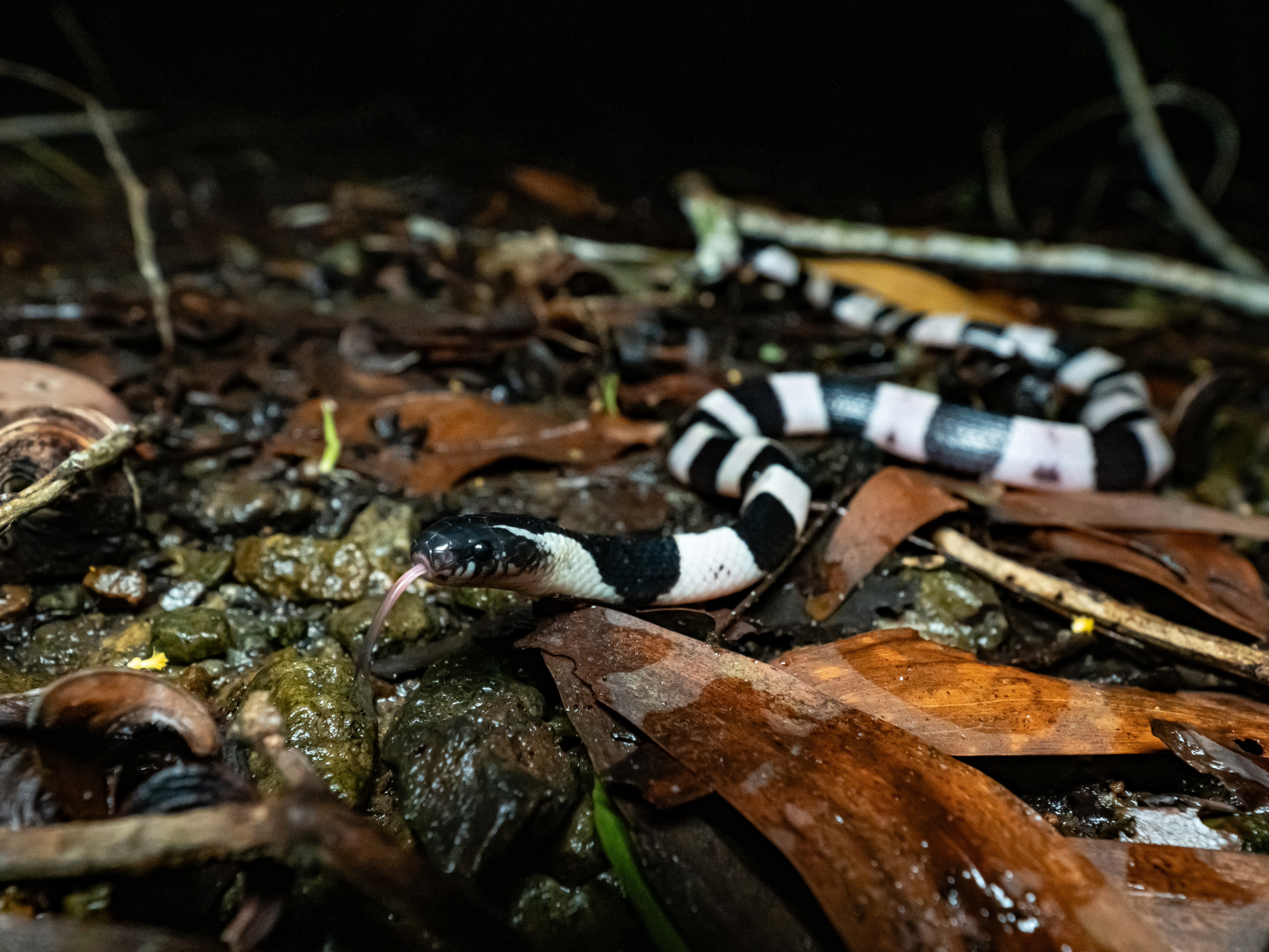 Banded krait photographed by Neo Xiaoyun.