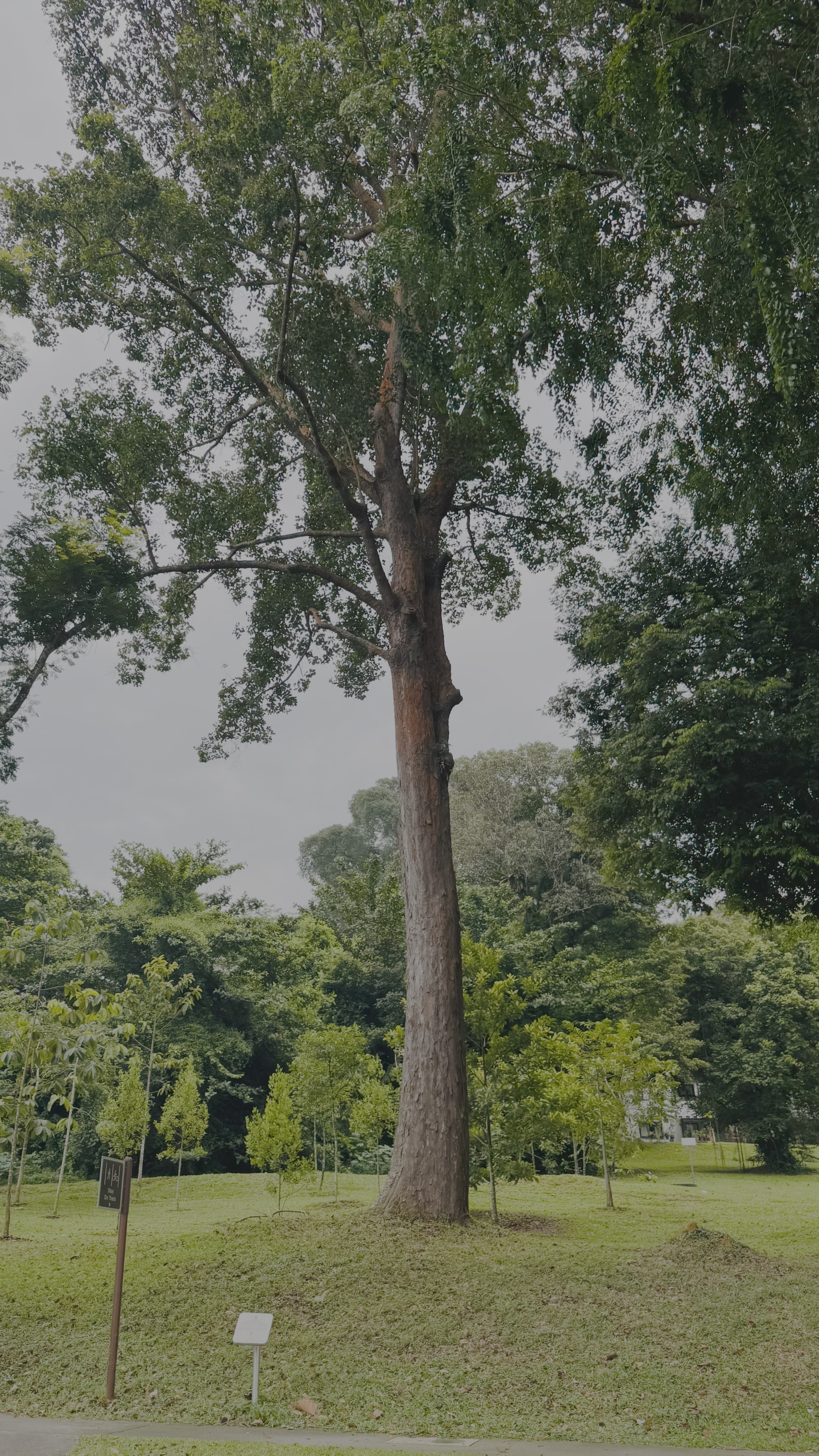 Dipterocarpus Sublamellatus