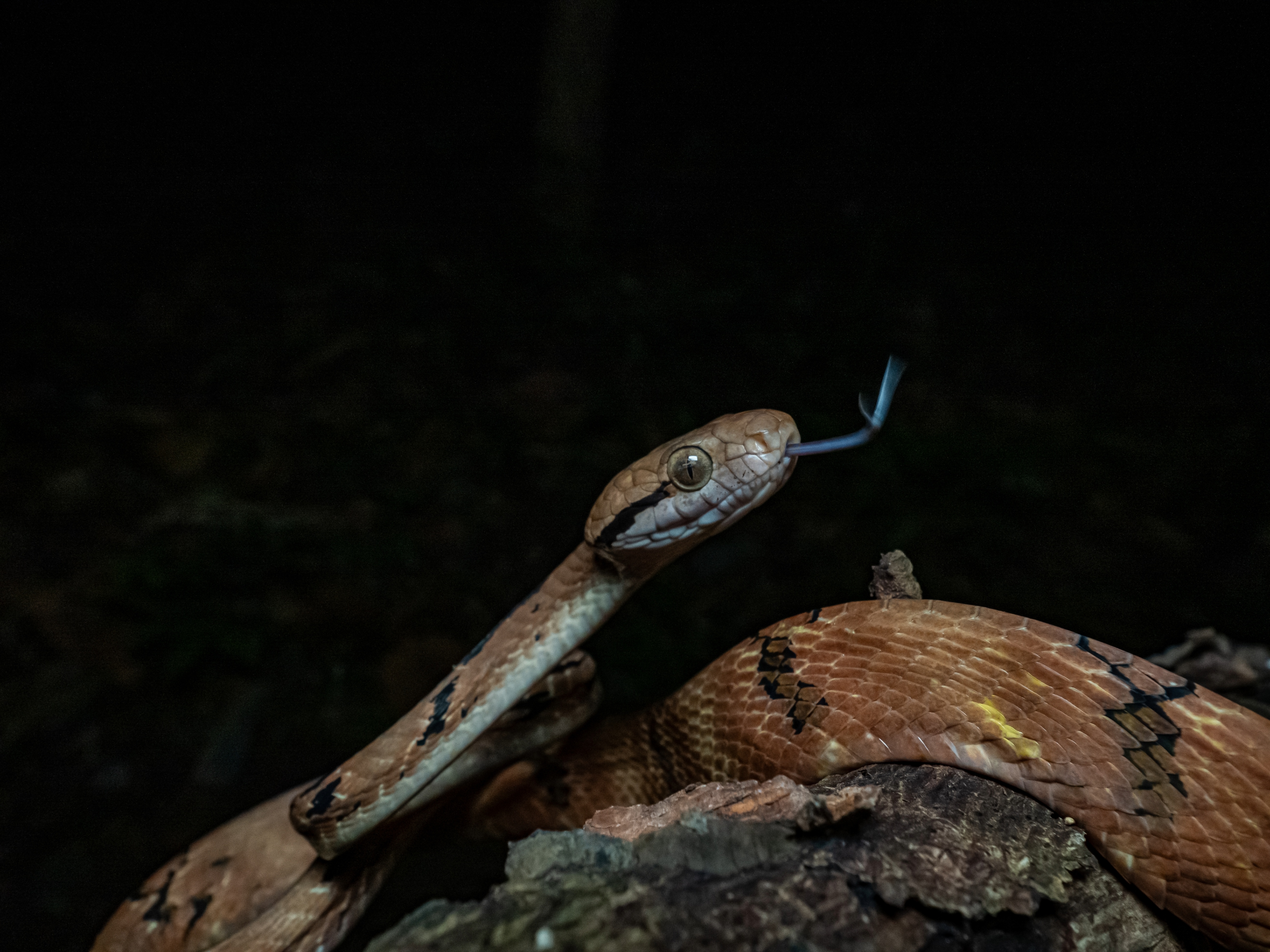 Dog-toothed cat snake by Neo Xiaoyun.