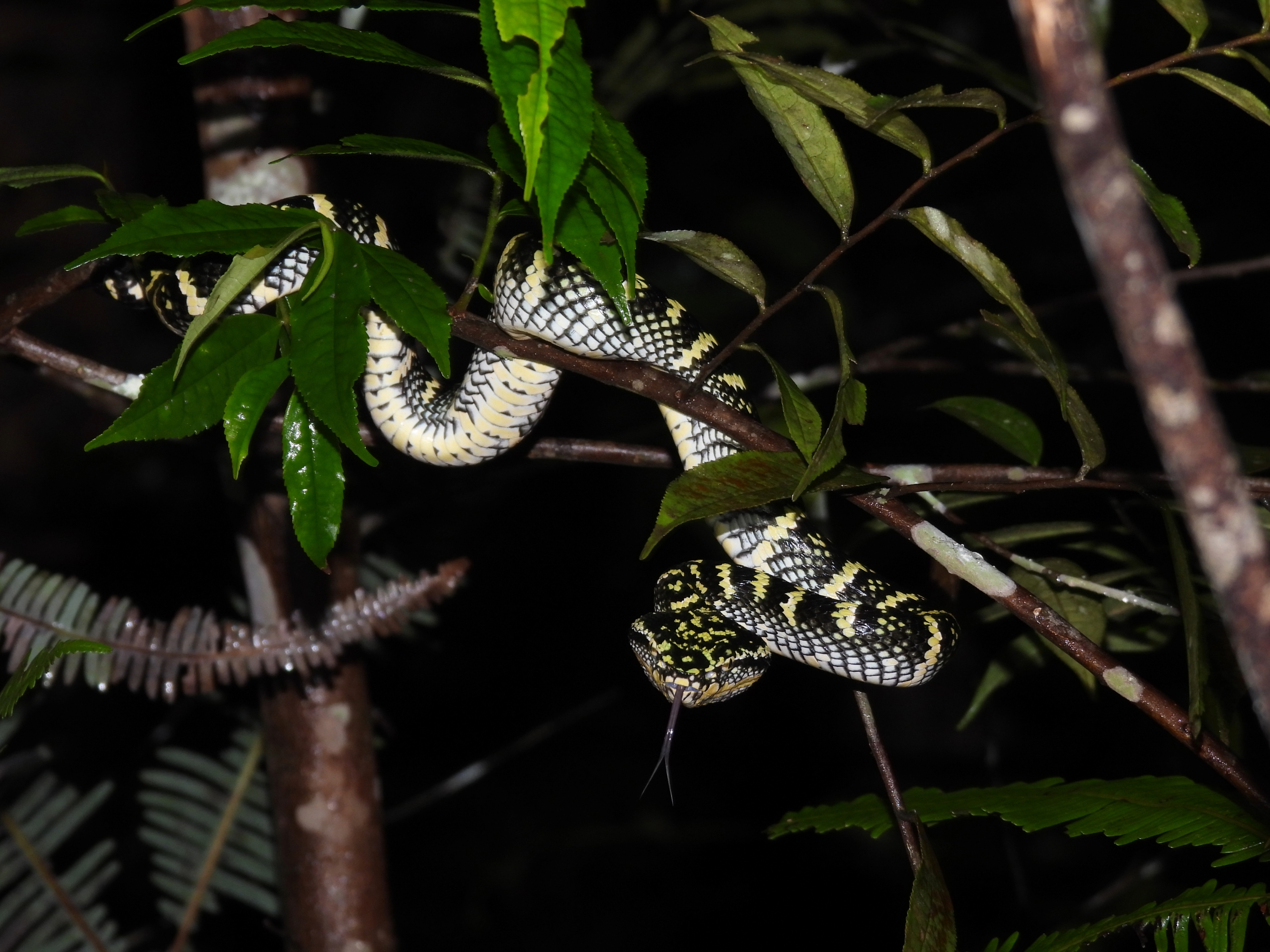 Female Wagler's pit viper photographed by Cheo Zi Han.