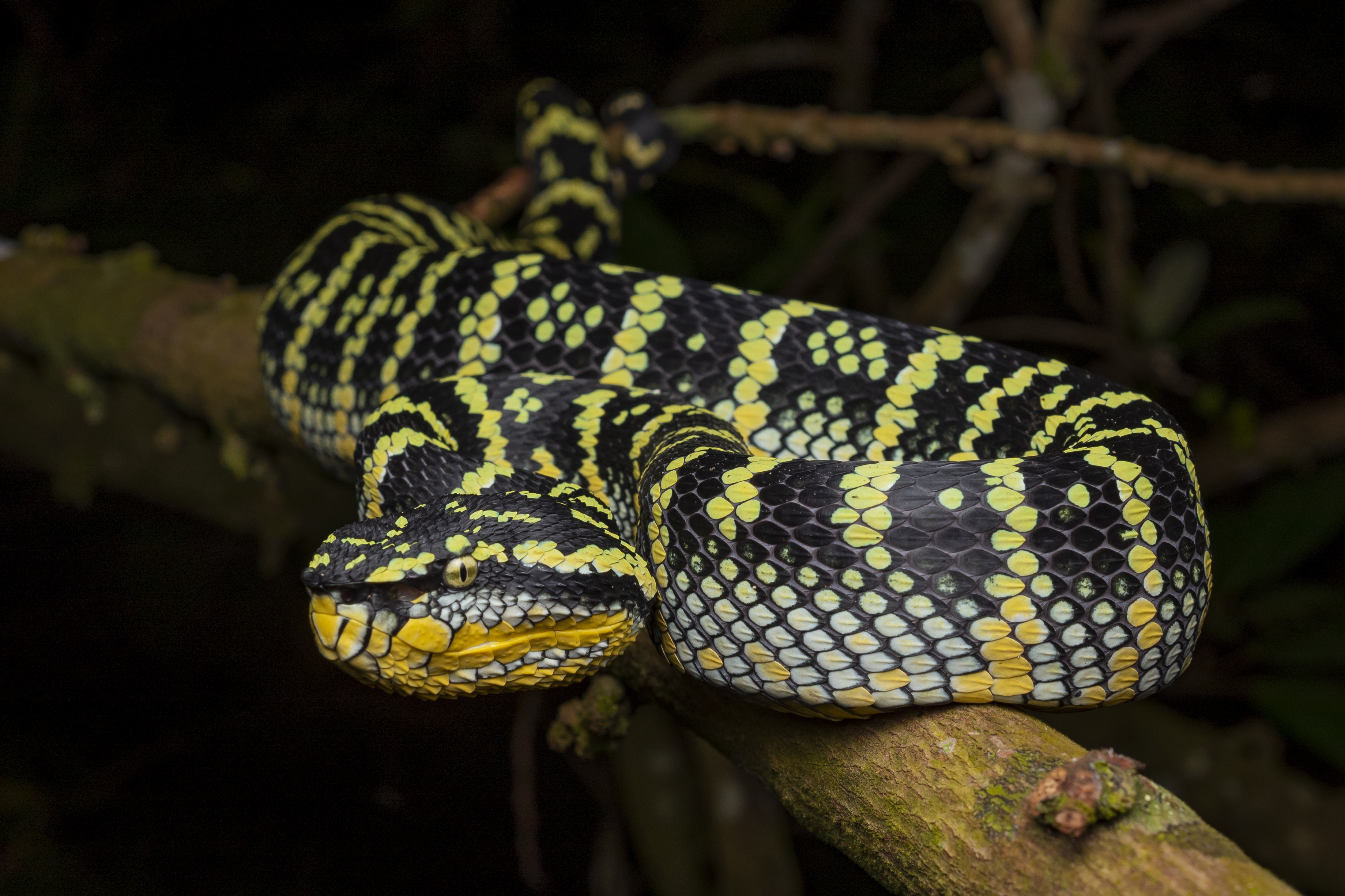 Female Wagler's pit viper photographed by Tan Robbin.