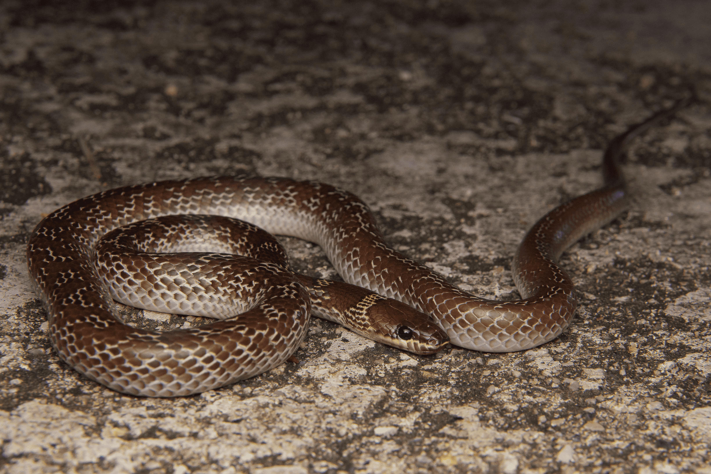 House wolf snake photographed by Emmanuel Goh.