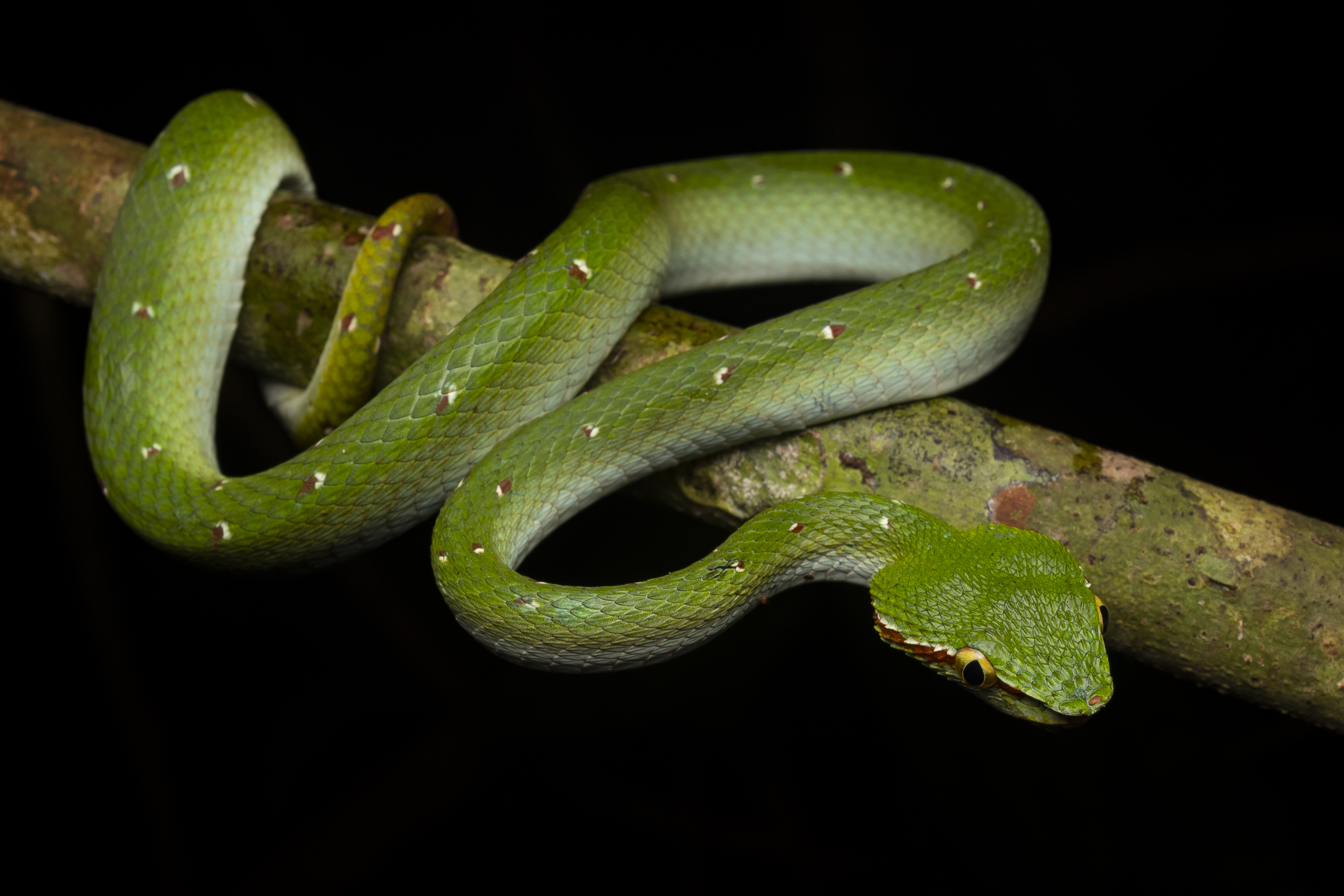 Male Wagler's pit viper photographed by Tan Robbin.