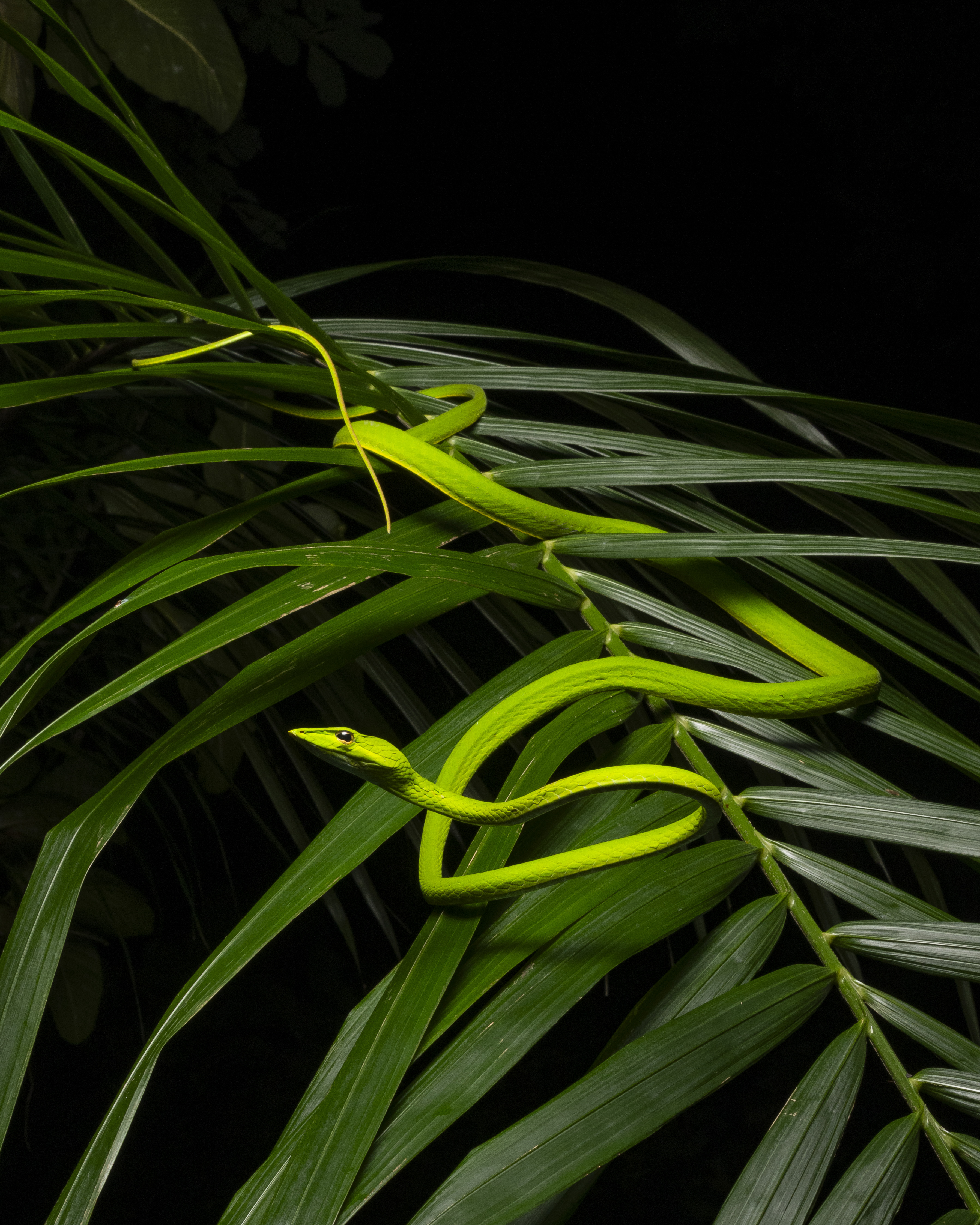 Oriental whip snake photographed by Tan Robbin.