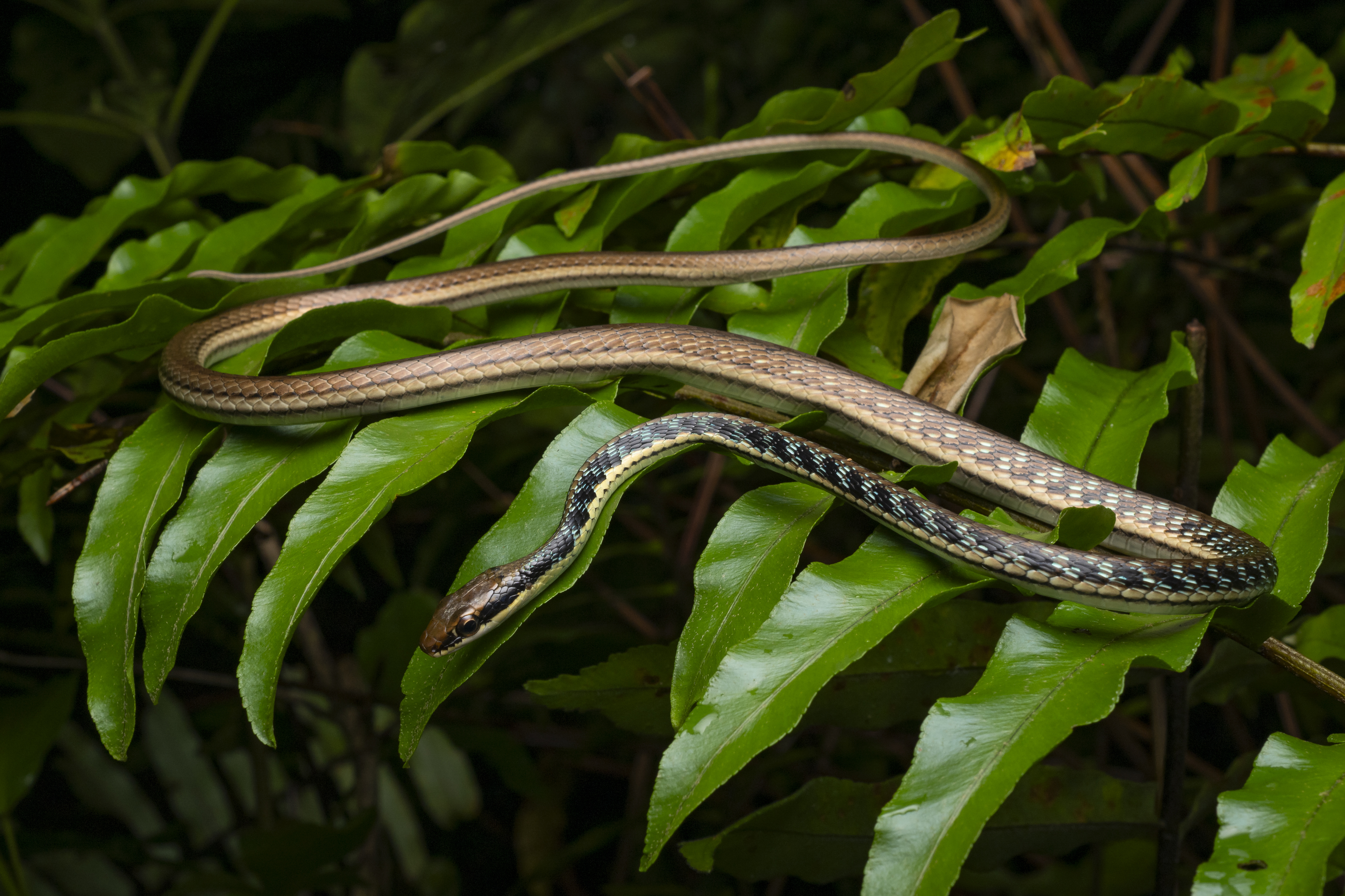 Painted bronzeback photographed by Tan Robbin.