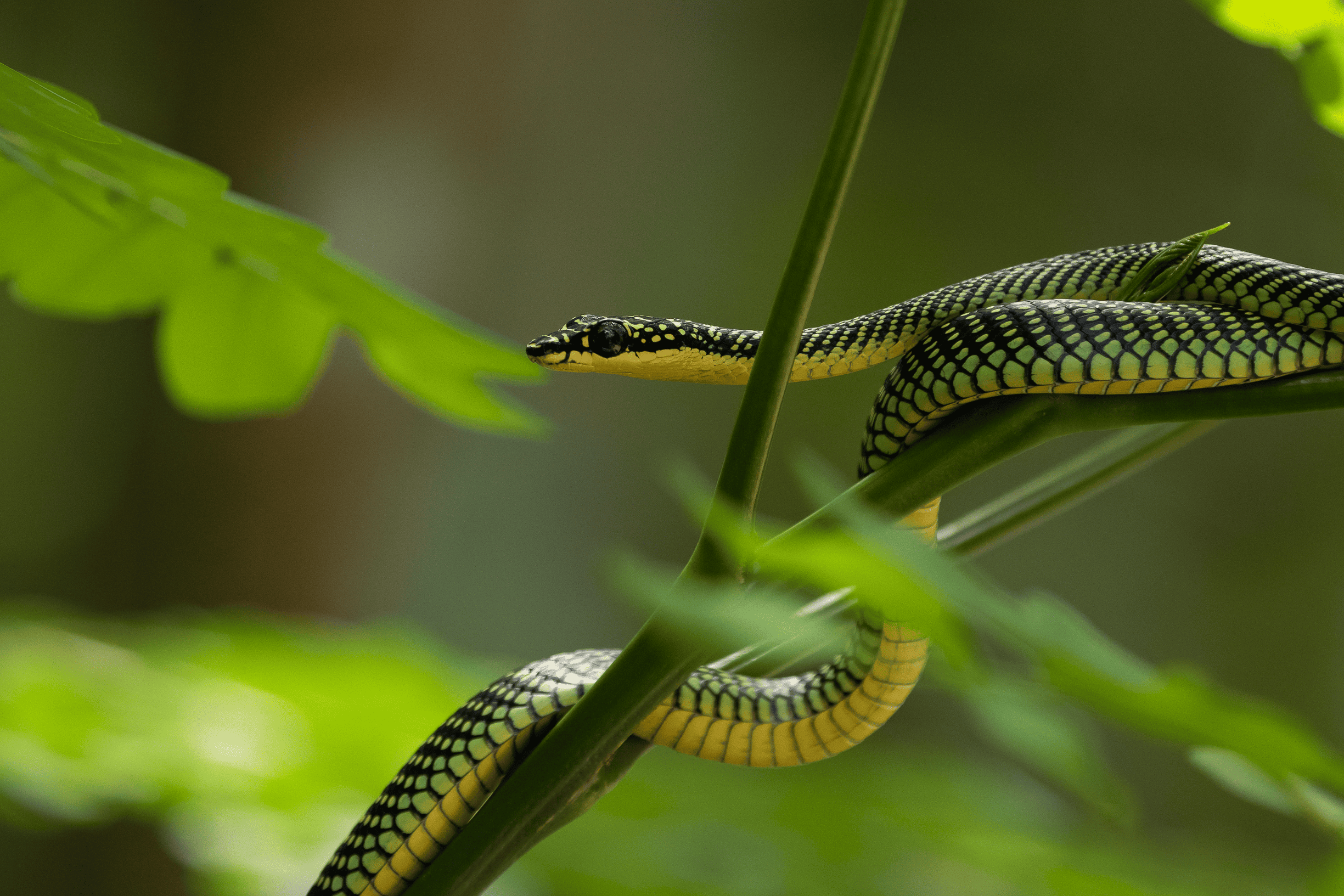 Paradise tree snake photographed by Emmanuel Goh.