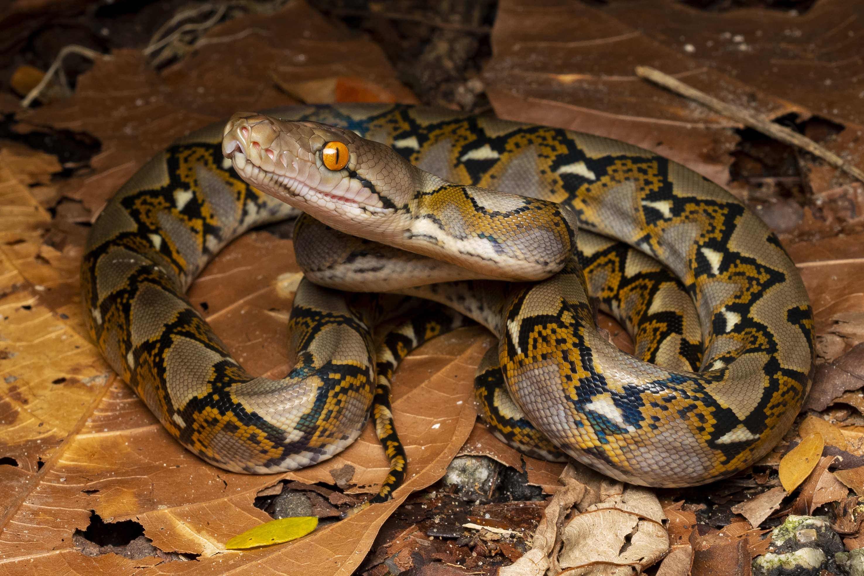 Reticulated python photographed by Tan Robbin.