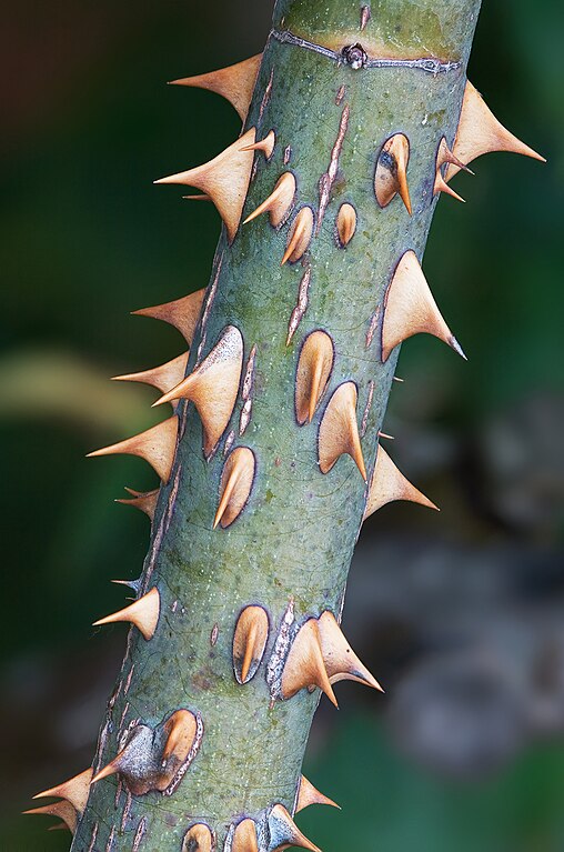 Rose prickles. Photo credit: JJ Harrison/Wikimedia Commons