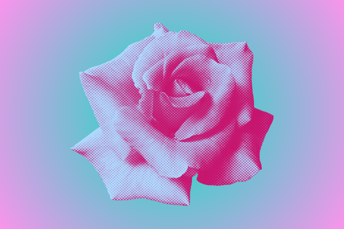 A rose.