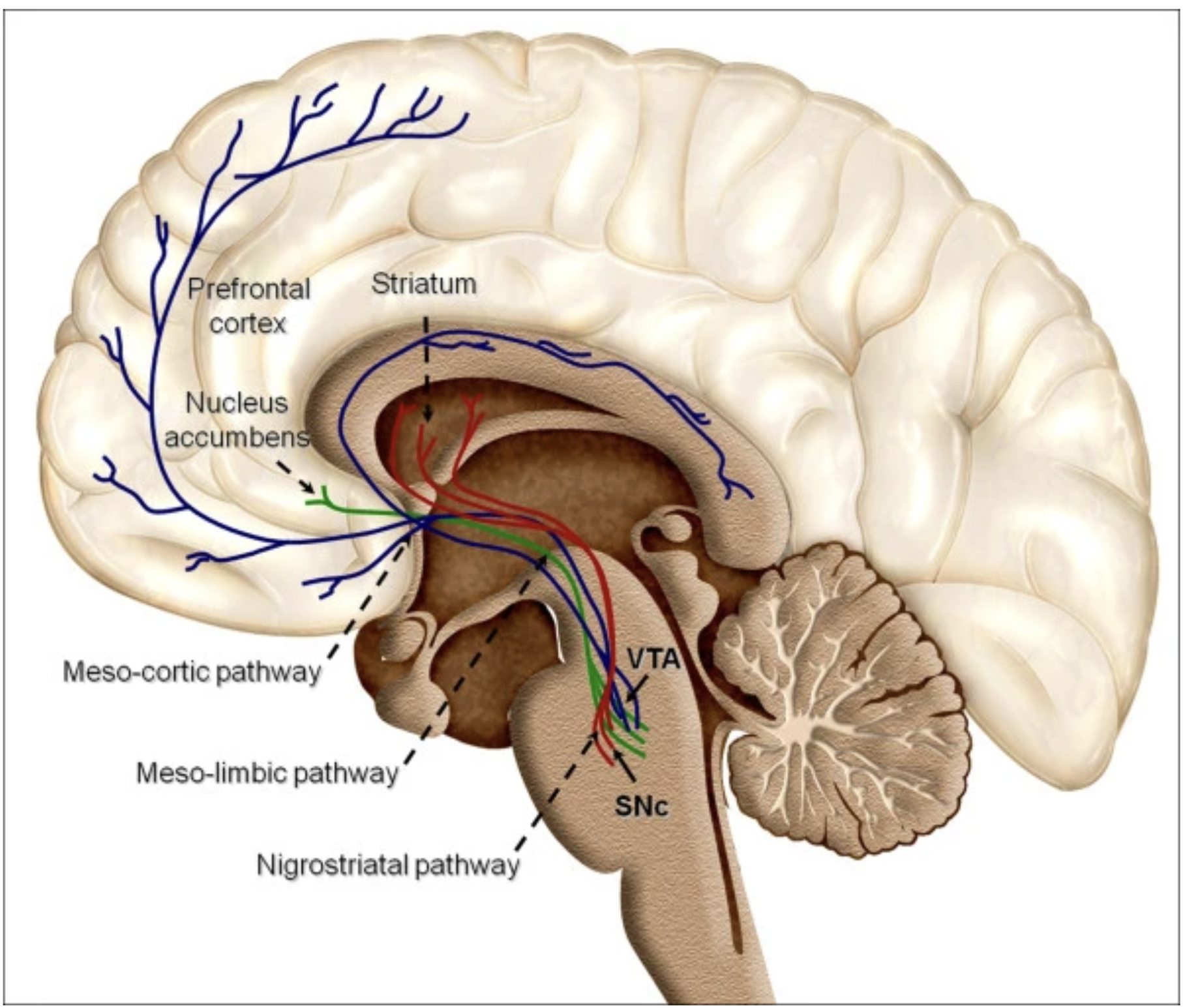 Reward structures in human brain