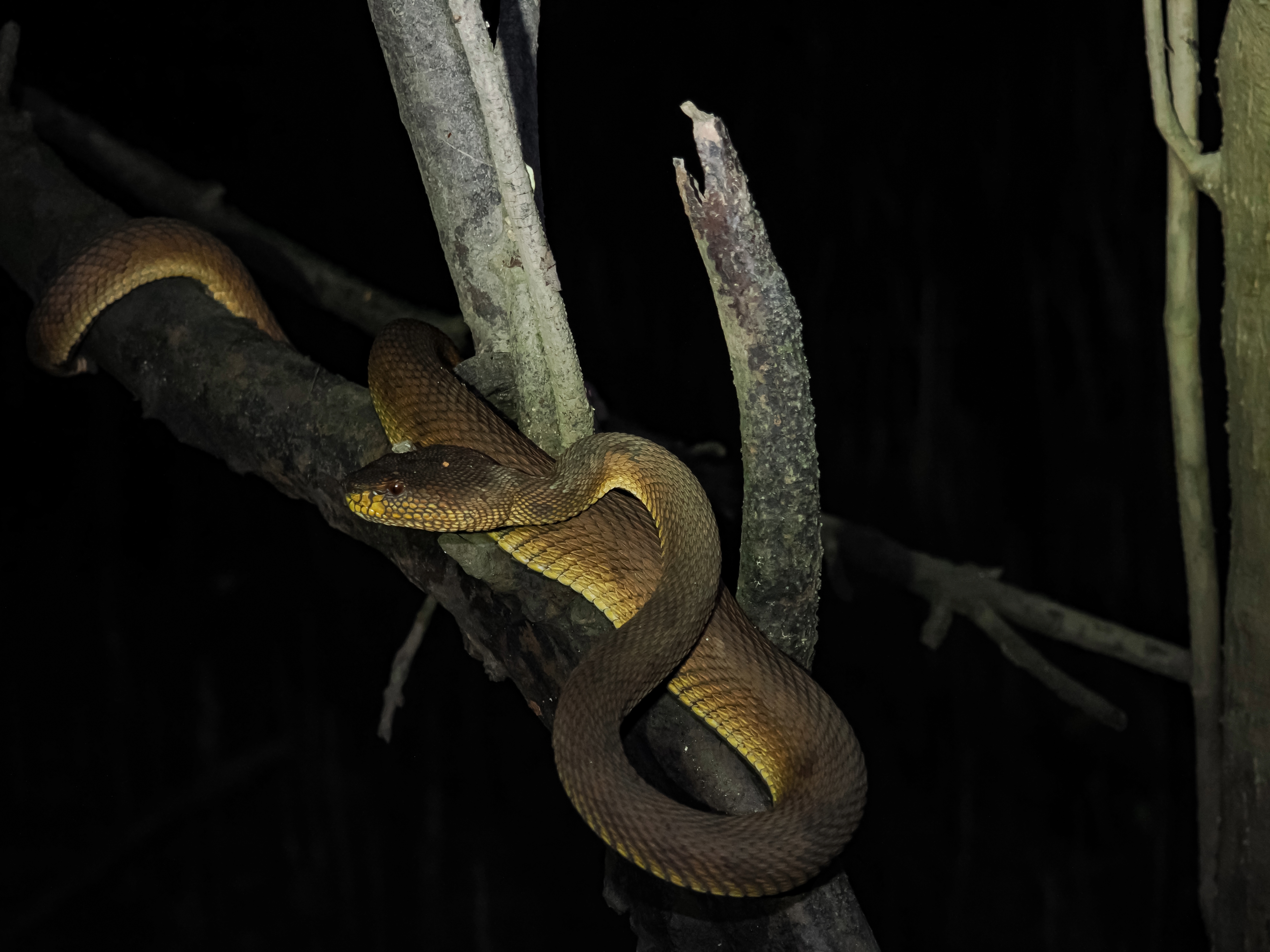 Shore Pit Viper photographed by Neo Xiaoyun.