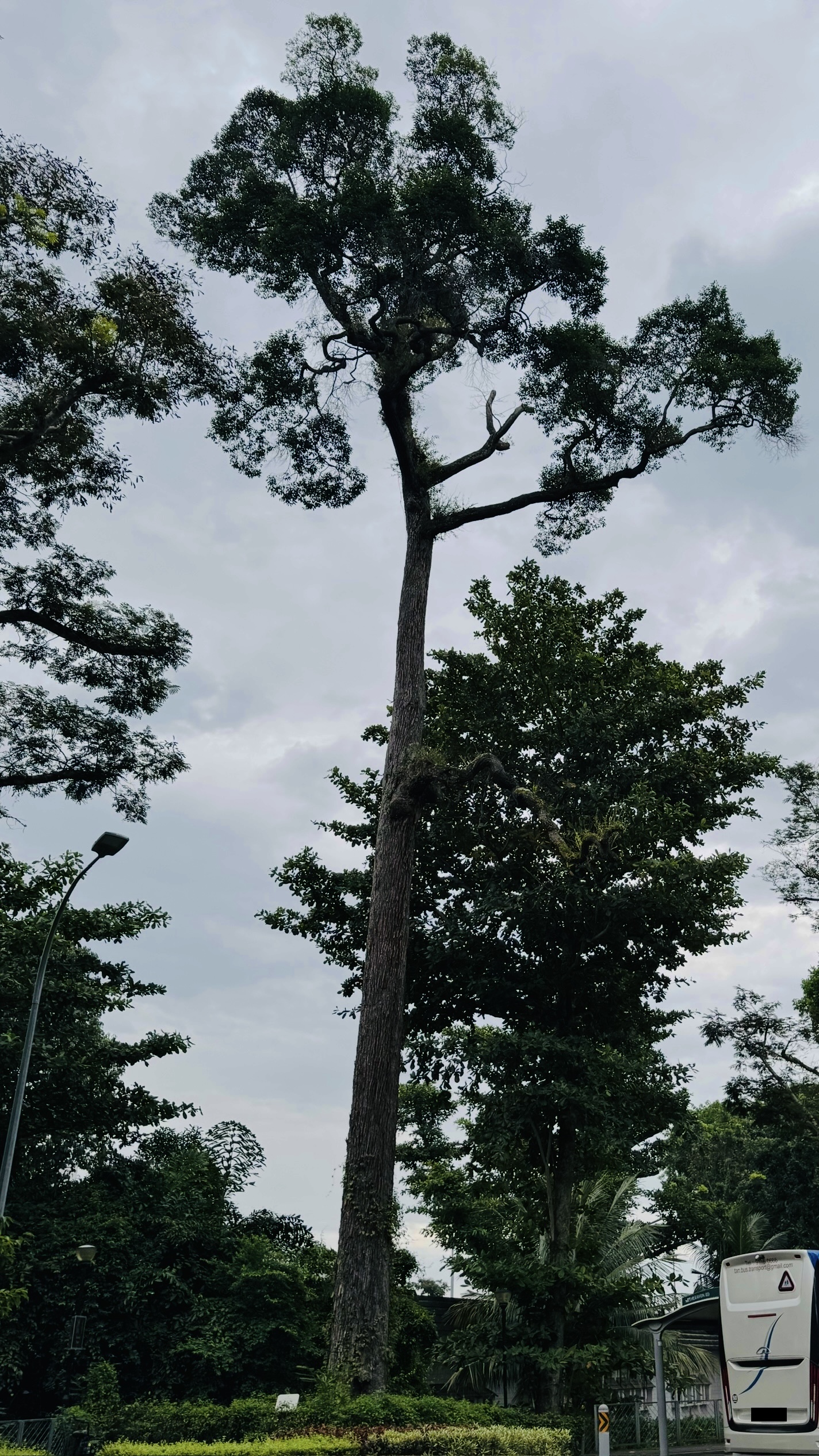 Damar Hitam Gajah along Netheravon Road near Bus Stop 99091.