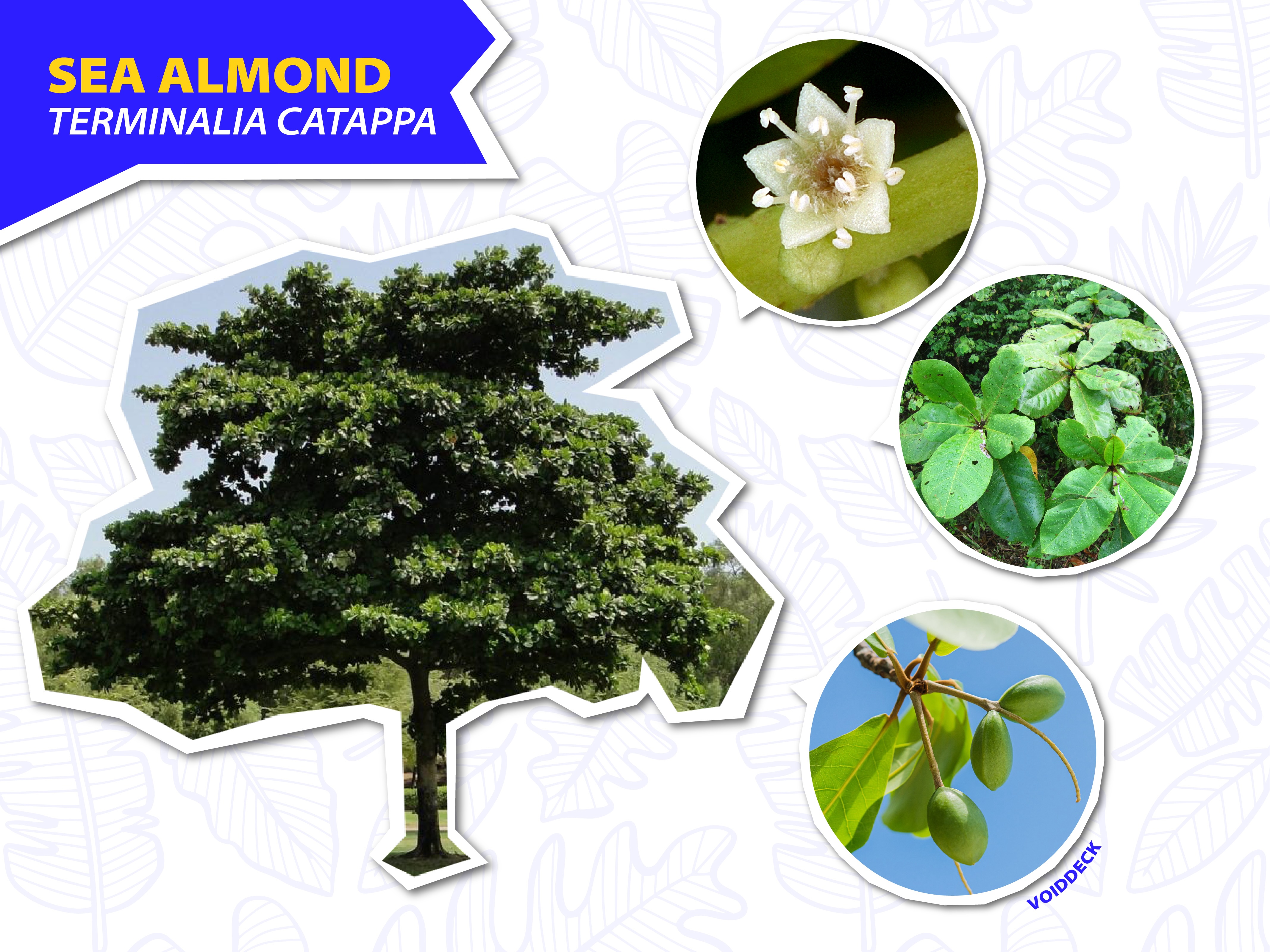 Sea almond tree