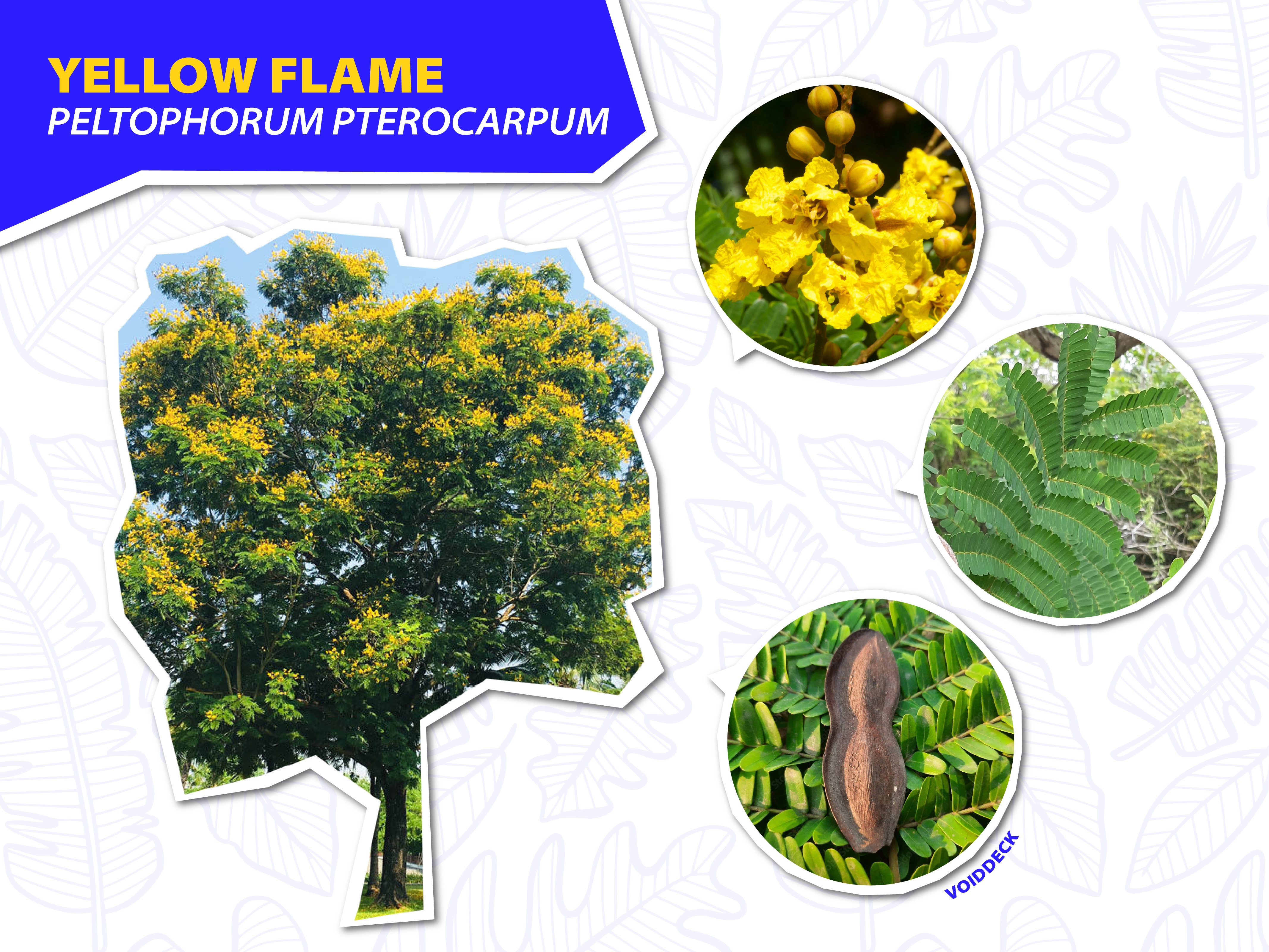 Yellow Flame diagram