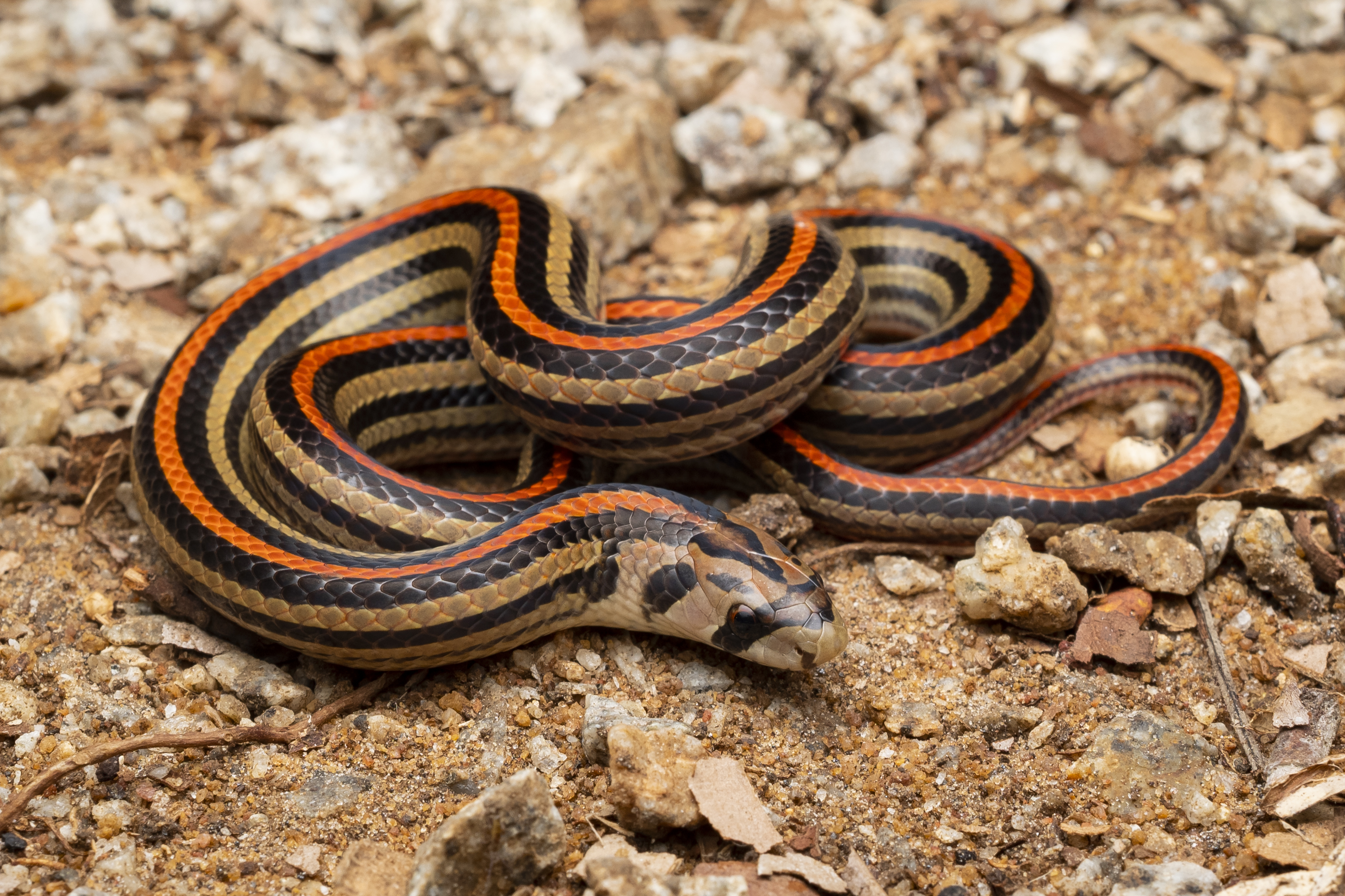 Striped Kukri Snake photographed by Tan Robbin.