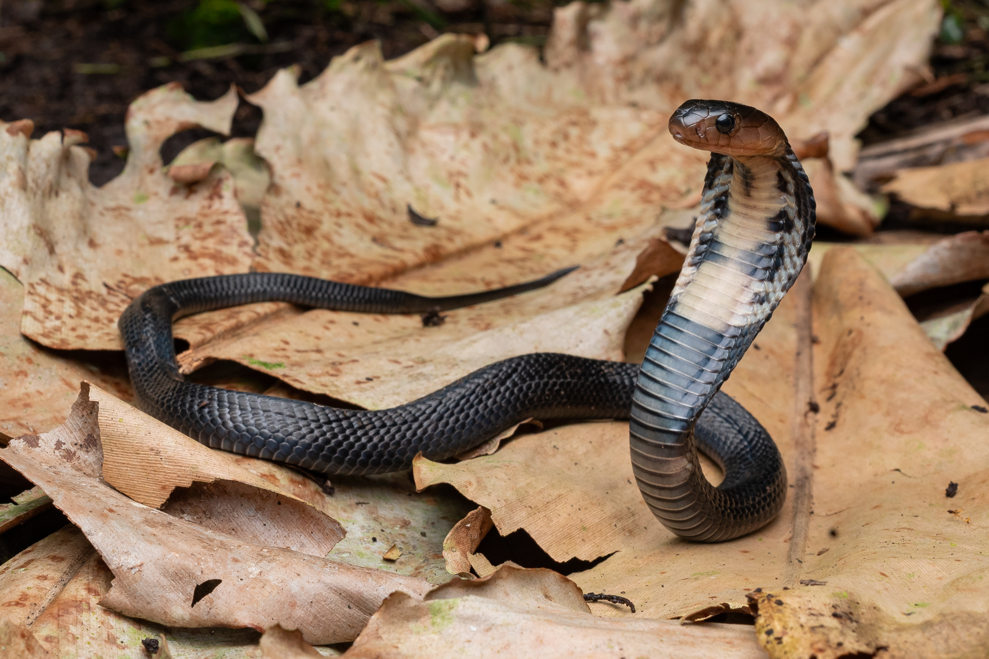 Sumatran Spitting Cobra photographed by Tan Robbin.