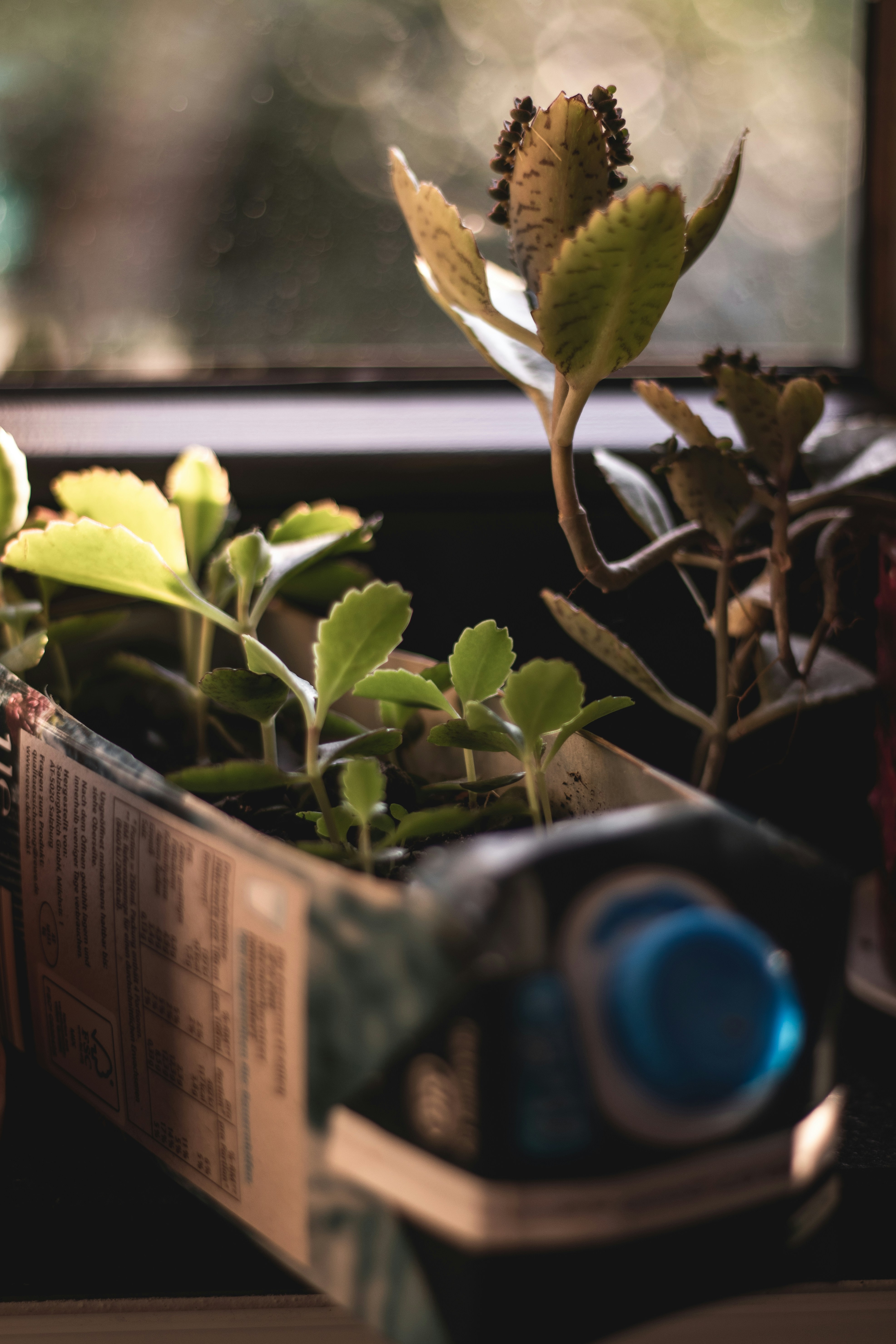 A milk carton repurposed as a plant pot.