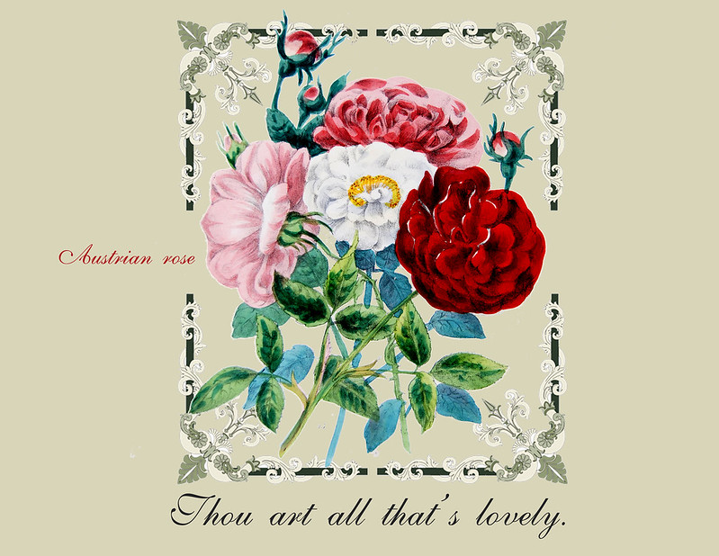 Rose from Victorian floral dictionary. Photo credit: Mann Library